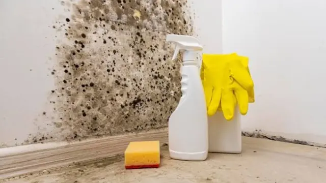 Black mold on a bathroom wall above the baseboard beside spray bottles and cleaning gloves